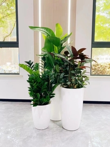 鄞州绿植出租服务好